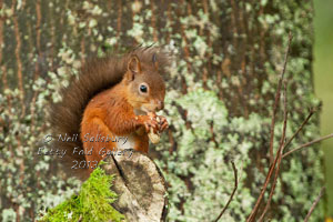 Red Squirrel Photography by Neil Salisbury of Hawkshead Cumbria